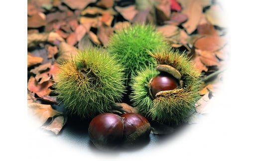 【12月お届け】 御菓子所 川上屋 栗きんとん （秋季限定）10個入り F4N-1069