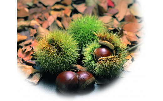 【12月お届け】 御菓子所 川上屋 栗きんとん （秋季限定）20個入り F4N-1703