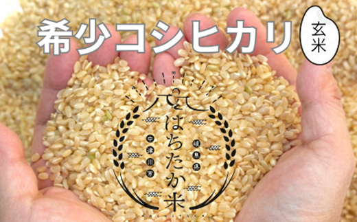 【6回定期便】岐阜県産 棚田米 1等米コシヒカリ はちたか米 玄米5kg F4N-2622