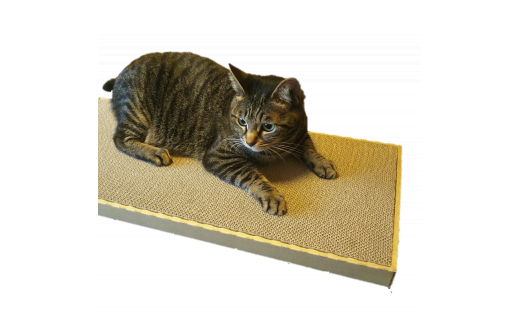 猫のつめとぎ（小）【まあまあ】おおきめサイズで2枚入り! F4N-1279