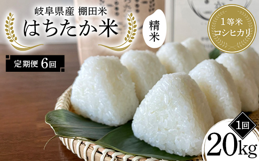 【6回定期便】岐阜県産 棚田米 1等米コシヒカリ はちたか米 精米20kg（10kg×2袋） F4N-2602