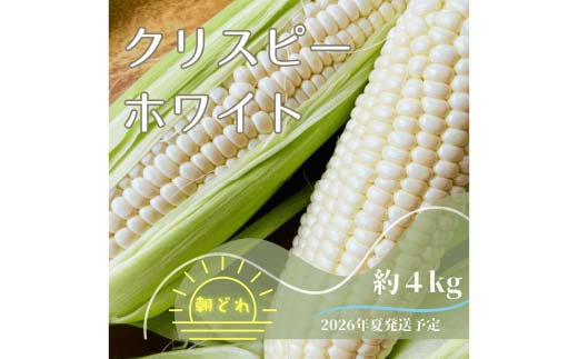 【2026年夏発送予約】サクッとはじける、上品な甘さ中津川産プレミアム クリスピーホワイト 4kgセット 朝採り 即日冷蔵発送／数量限定　『バナナマンの早起きせっかくグルメ!!』で紹介されました！ F4N-2368