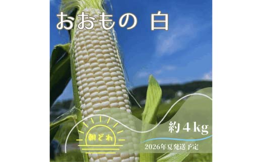 【2026年夏発送予約】生で食べられる白い宝石 中津川産プレミアム 純白とうもろこし おおもの白 4kgセット 朝採り 即日冷蔵発送 数量限定 F4N-2369