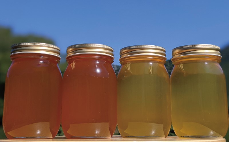 合計2400g 天然蜂蜜 国産蜂蜜 非加熱 生はちみつ 岐阜県 美濃市産 味比べ 蜂蜜600g入りガラス瓶 4本セットC4 深田養蜂のハチミツ