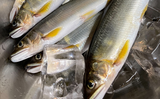 長良川天然鮎 甘露煮 10尾 世界農業遺産