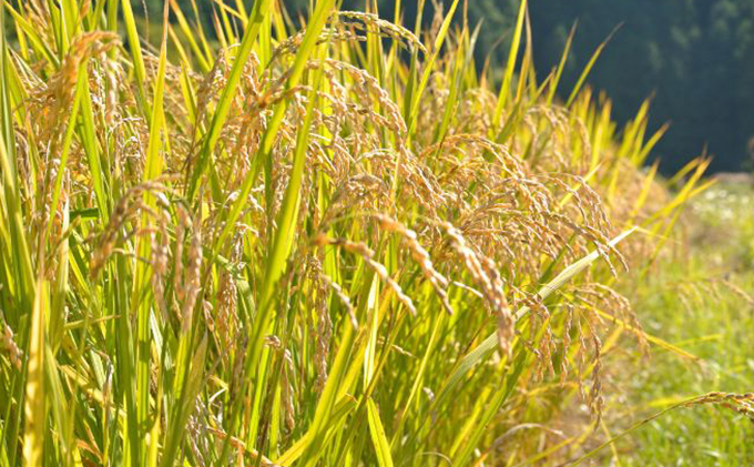 幻のお米ハツシモ　9kg 精米 白米