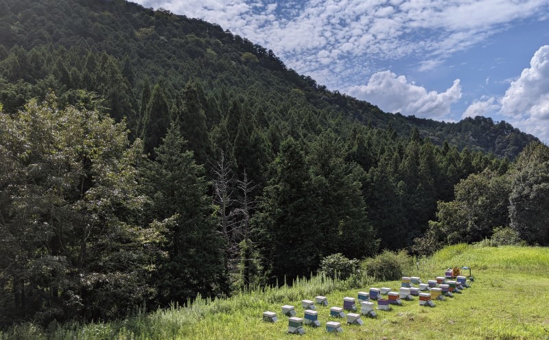 合計920g 天然蜂蜜 国産蜂蜜 非加熱 生はちみつ 岐阜県 美濃市産 春 (蜂蜜230g入りガラス瓶4本)A4 深田養蜂のハチミツ