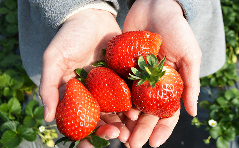 90歳のおばあちゃんが「一番うまい」と唸った。岐阜・山間部でできた【寒〆イチゴ】
