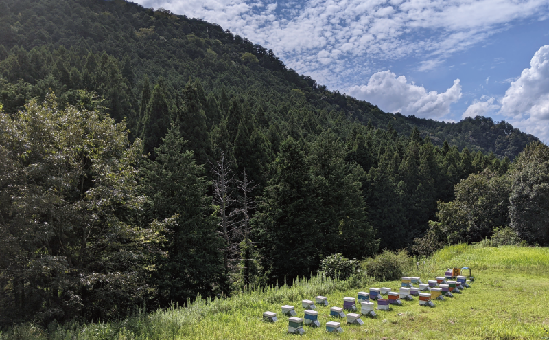 合計1060g 天然蜂蜜 国産蜂蜜 非加熱 生はちみつ 岐阜県 美濃市産 初夏 (蜂蜜230g入りガラス瓶2本、蜂蜜300g入りピタッとボトル2本のセット)B14 深田養蜂のハチミツ