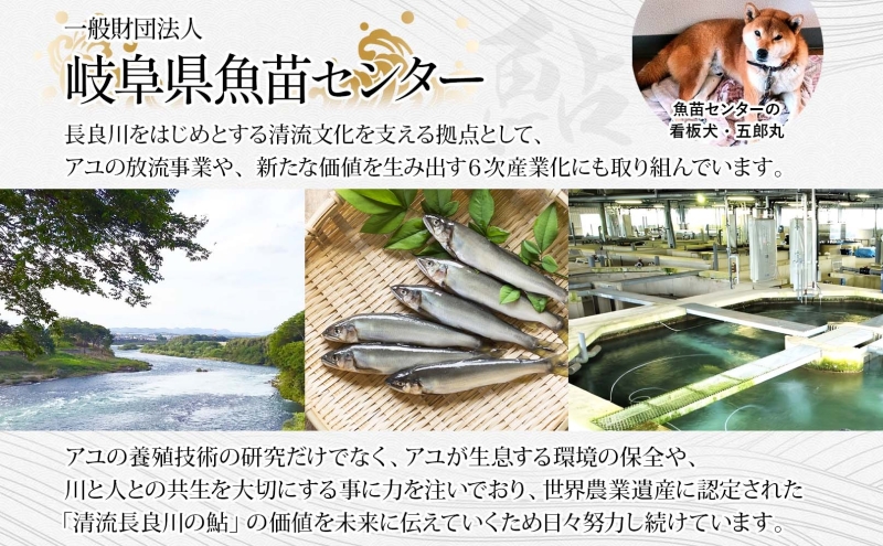 鮎拉麺・鮎ぞうすいセット 鮎 あゆ アユ ラーメン ぞうすい 雑炊 しまだ麺 麺 ご当地 グルメ お取り寄せ 和食 甘露煮 美濃ハツシモ 魚粉 旨味 魚 料理 簡単 一般財団法人岐阜県魚苗センター 岐阜県 美濃市