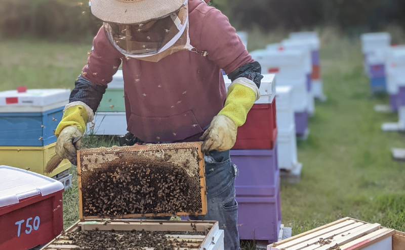 合計920g 天然蜂蜜 国産蜂蜜 非加熱 生はちみつ 岐阜県 美濃市産 味比べ 蜂蜜230ｇガラス瓶 4本セットC2 深田養蜂のハチミツ