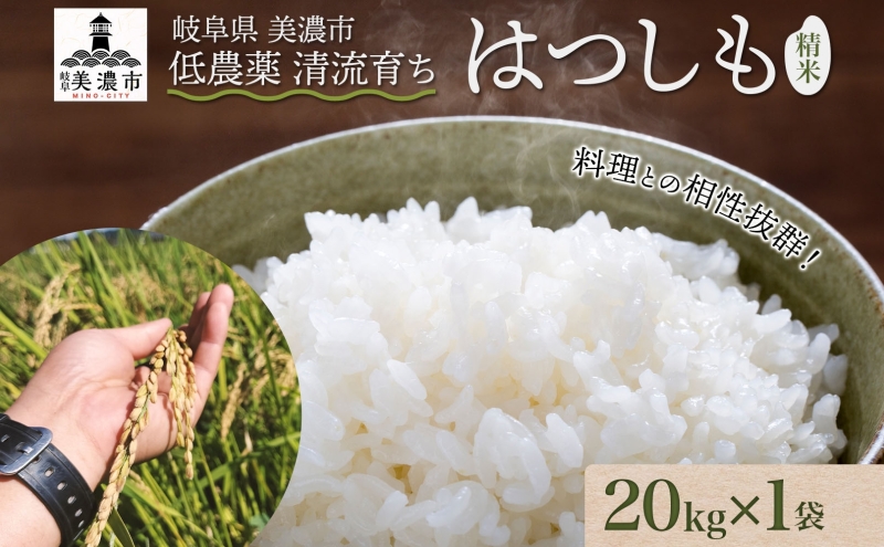 令和7年産 はつしも 精米 20kg×1袋 低農薬 新米 お米 白米 米 ごはん 米 ご飯 ハツシモ R7年産 あっさり ブランド米 お取り寄せ 産地直送 送料無料 美濃グリーン 岐阜県 美濃市