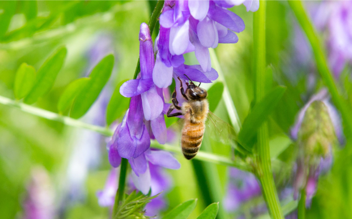 【12/22までの決済で年内発送】純粋ハチミツ 山桜 300g×2 瑞浪市 / honey shop Bee farm asano 蜂蜜 はちみつ [AZBT007]