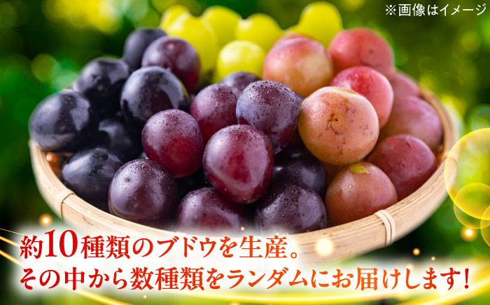 【期間限定】 ブドウ 4～7房 約1.8kg 瑞浪市 / NPO法人ポランの広場 葡萄 ぶどう [AZCE002]