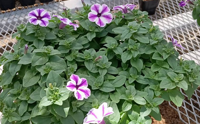 【4月末より順次発送】 サフィニア るりいろ風ぐるま 鉢花　/ 瑞浪市 中山園芸 花 お花 お祝い 鉢植え 生花 ギフト プレゼント フラワー [AZDC002]