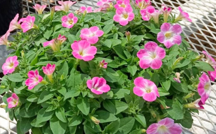 【4月末より順次発送】 サフィニア 小梅ちゃん 鉢花　/ 瑞浪市 中山園芸 花 お花 お祝い 鉢植え 生花 ギフト プレゼント フラワー [AZDC003]