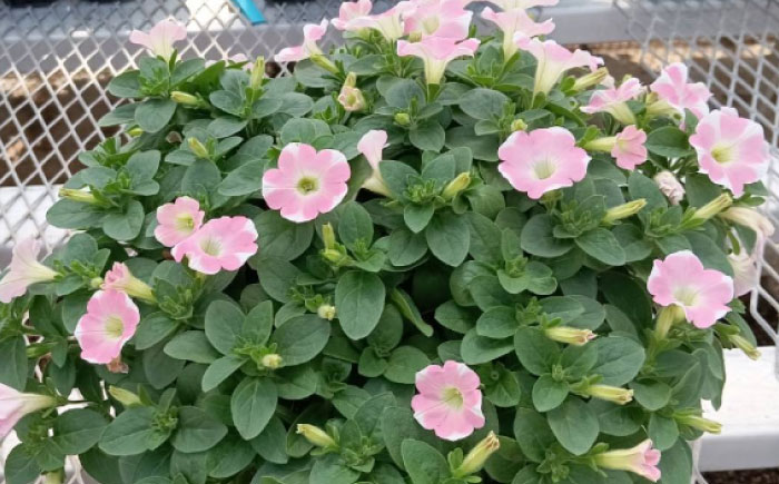 【4月末より順次発送】 サフィニア ももいろハート 鉢花　/ 瑞浪市 中山園芸 花 お花 お祝い 鉢植え 生花 ギフト プレゼント フラワー [AZDC005]