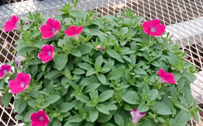 【4月末より順次発送】 サフィニア あずきフラッペ 鉢花　/ 瑞浪市 中山園芸 花 お花 お祝い 鉢植え 生花 ギフト プレゼント フラワー [AZDC007]