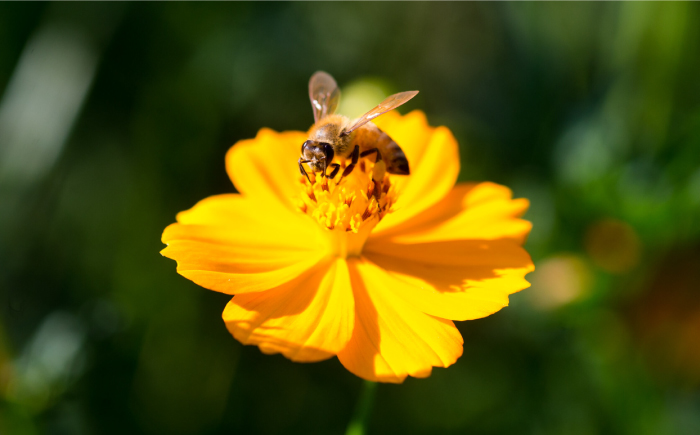 【12/22までの決済で年内発送】純粋ハチミツ 山桜 500g×2 瑞浪市 / honey shop Bee farm asano 蜂蜜 はちみつ [AZBT009]