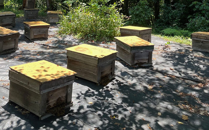 【12/22までの決済で年内発送】純粋ハチミツ 巣蜜（コムハニー） 瑞浪市 / honey shop Bee farm asano 蜂蜜 はちみつ [AZBT017]