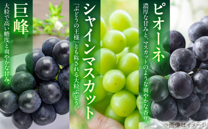 【期間限定】 ブドウ 4～7房 約1.8kg 瑞浪市 / NPO法人ポランの広場 葡萄 ぶどう [AZCE002]