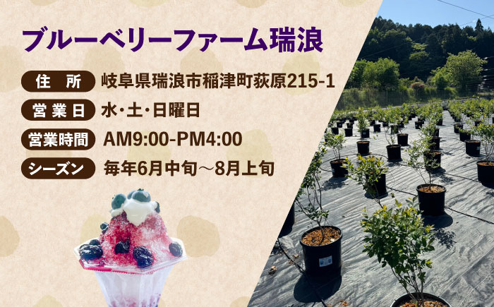 ブルーベリーファーム瑞浪 ブルーベリー狩り 90分 大人(中学生以上)2名様 ・ 子ども(小学生)2名様 チケット [AZCX003]