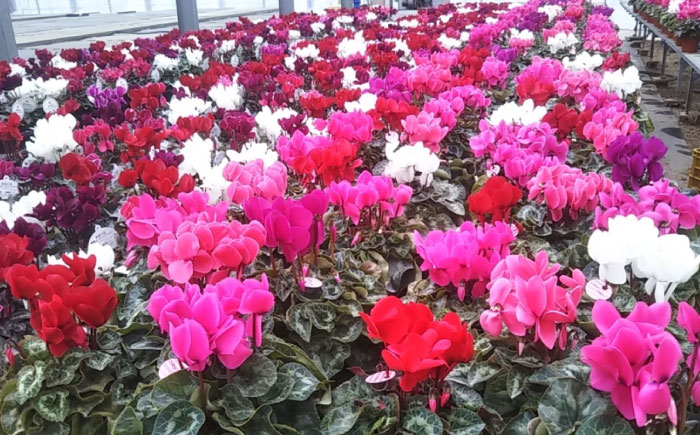 【12月上旬より順次発送】 シクラメン 鉢花 / 瑞浪市 中山園芸 花 お花 お祝い 鉢植え 生花 ギフト プレゼント フラワー [AZDC001]