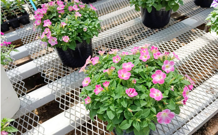 【4月末より順次発送】 サフィニア 小梅ちゃん 鉢花　/ 瑞浪市 中山園芸 花 お花 お祝い 鉢植え 生花 ギフト プレゼント フラワー [AZDC003]