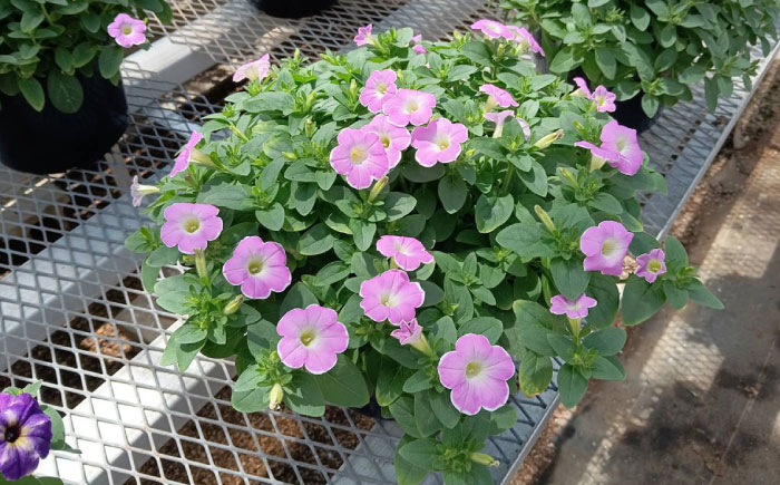 【4月末より順次発送】 サフィニア いちごシェイク 鉢花　/ 瑞浪市 中山園芸 花 お花 お祝い 鉢植え 生花 ギフト プレゼント フラワー [AZDC004]