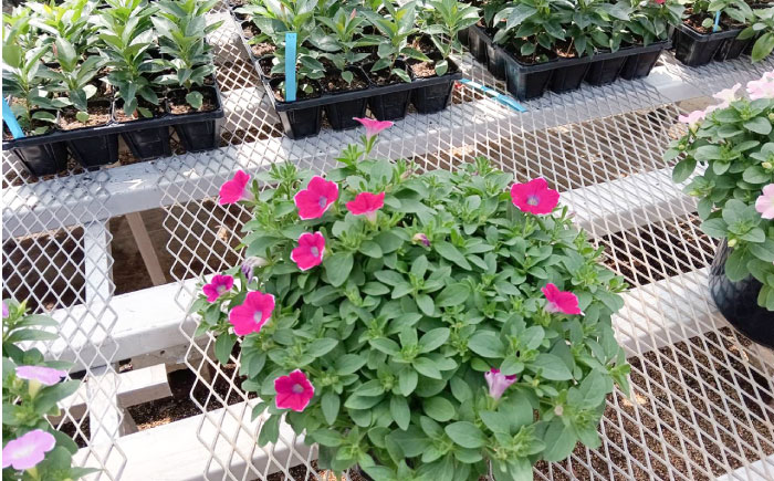 【4月末より順次発送】 サフィニア あずきフラッペ 鉢花　/ 瑞浪市 中山園芸 花 お花 お祝い 鉢植え 生花 ギフト プレゼント フラワー [AZDC007]