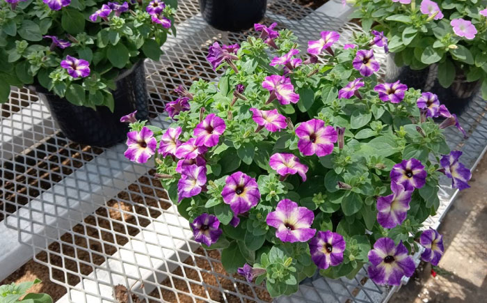 【4月末より順次発送】 サフィニア ブルーモーメント 鉢花　/ 瑞浪市 中山園芸 花 お花 お祝い 鉢植え 生花 ギフト プレゼント フラワー [AZDC008]