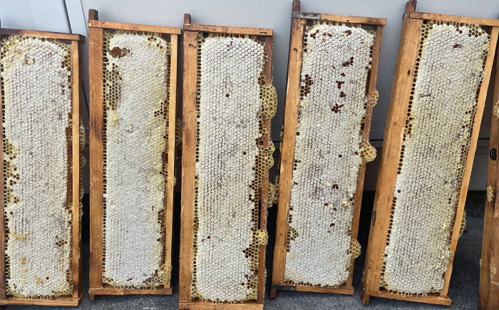 【12/22までの決済で年内発送】純粋ハチミツ 巣蜜（コムハニー） 瑞浪市 / honey shop Bee farm asano 蜂蜜 はちみつ [AZBT017]