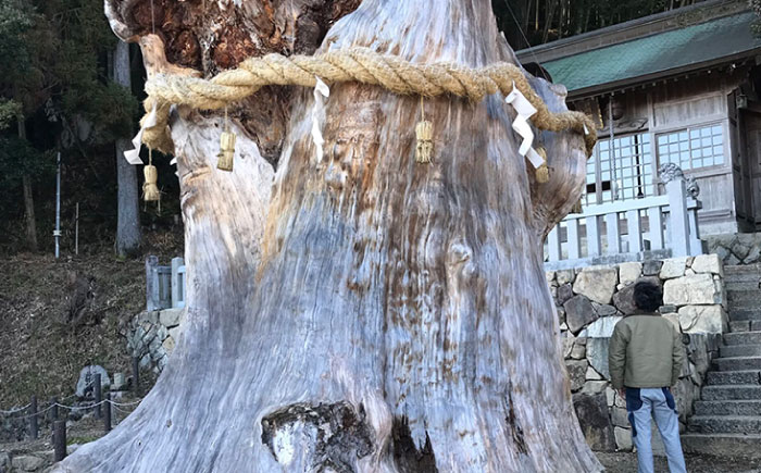 ウッドクロック 大湫大杉シリーズ 瑞浪市 / Factory Kakamu [AZBZ006]