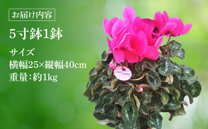 【12月上旬より順次発送】 シクラメン 鉢花 / 瑞浪市 中山園芸 花 お花 お祝い 鉢植え 生花 ギフト プレゼント フラワー [AZDC001]
