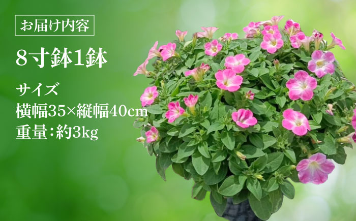 【4月末より順次発送】 サフィニア 小梅ちゃん 鉢花　/ 瑞浪市 中山園芸 花 お花 お祝い 鉢植え 生花 ギフト プレゼント フラワー [AZDC003]