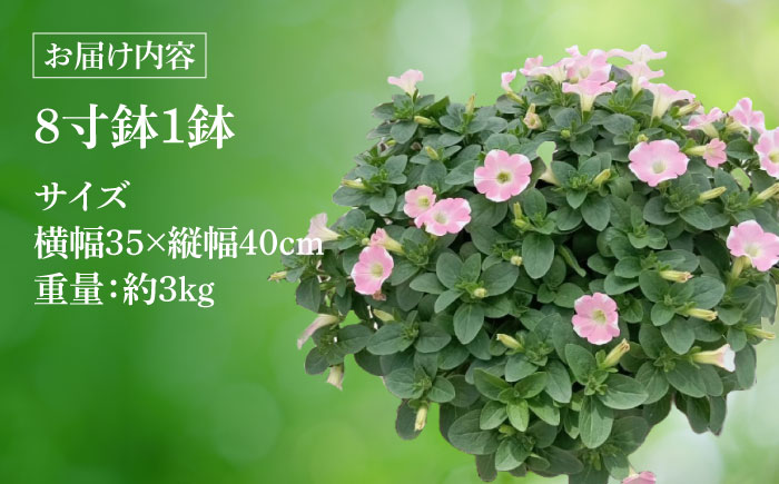 【4月末より順次発送】 サフィニア ももいろハート 鉢花　/ 瑞浪市 中山園芸 花 お花 お祝い 鉢植え 生花 ギフト プレゼント フラワー [AZDC005]