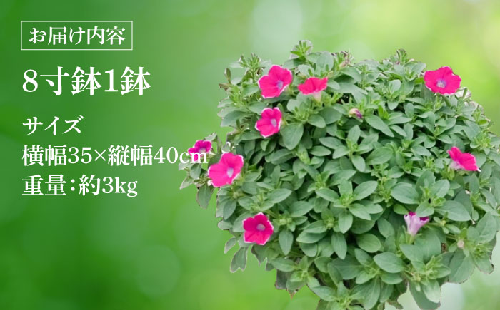 【4月末より順次発送】 サフィニア あずきフラッペ 鉢花　/ 瑞浪市 中山園芸 花 お花 お祝い 鉢植え 生花 ギフト プレゼント フラワー [AZDC007]