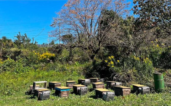 【12/22までの決済で年内発送】純粋ハチミツ 山桜 500g×2 瑞浪市 / honey shop Bee farm asano 蜂蜜 はちみつ [AZBT009]