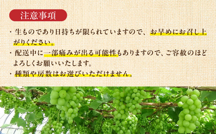 【期間限定】 ブドウ 4～7房 約1.8kg 瑞浪市 / NPO法人ポランの広場 葡萄 ぶどう [AZCE002]
