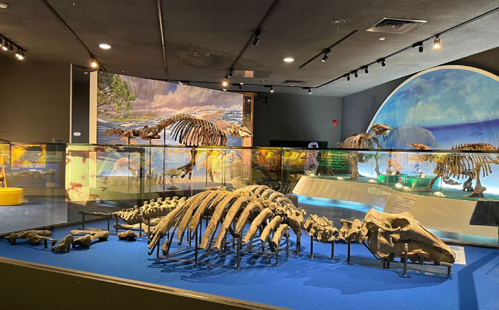 瑞浪市化石博物館 パレオパラドキシアコーナー 学芸員の解説付き見学ツアー(2名様) ＆ グッズセット 瑞浪市 [AZCJ002]