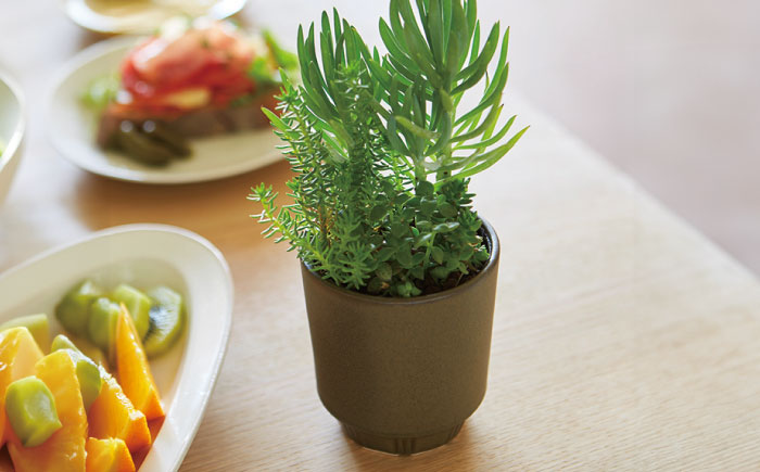 【美濃焼】 miyama. プラントポットS ブラウン 2個 / プランター 鉢 植木鉢 ガーデニング / 瑞浪市 / ミヤマプランニング [AZCM085]