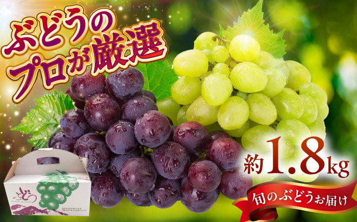 【期間限定】 ブドウ 4～7房 約1.8kg 瑞浪市 / NPO法人ポランの広場 葡萄 ぶどう [AZCE002]