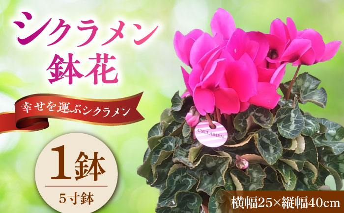 【12月上旬より順次発送】 シクラメン 鉢花 / 瑞浪市 中山園芸 花 お花 お祝い 鉢植え 生花 ギフト プレゼント フラワー [AZDC001]