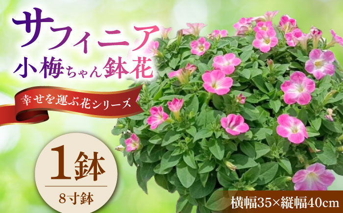 【4月末より順次発送】 サフィニア 小梅ちゃん 鉢花　/ 瑞浪市 中山園芸 花 お花 お祝い 鉢植え 生花 ギフト プレゼント フラワー [AZDC003]