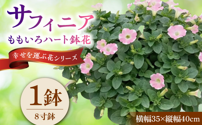 【4月末より順次発送】 サフィニア ももいろハート 鉢花　/ 瑞浪市 中山園芸 花 お花 お祝い 鉢植え 生花 ギフト プレゼント フラワー [AZDC005]