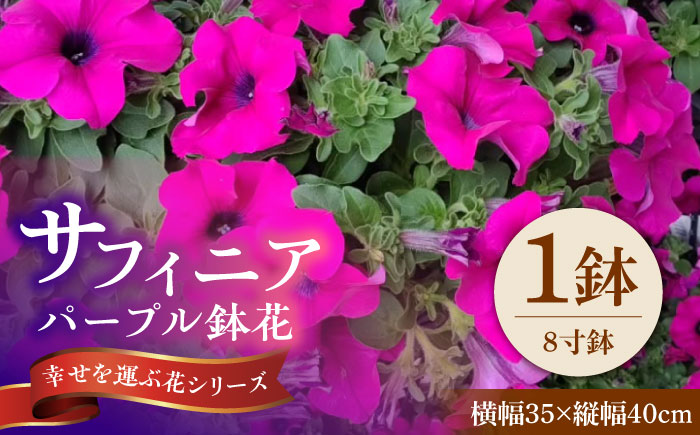 【4月末より順次発送】 サフィニア パープル 鉢花　/ 瑞浪市 中山園芸 花 お花 お祝い 鉢植え 生花 ギフト プレゼント フラワー [AZDC006]
