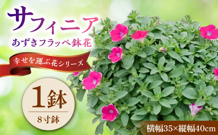 【4月末より順次発送】 サフィニア あずきフラッペ 鉢花　/ 瑞浪市 中山園芸 花 お花 お祝い 鉢植え 生花 ギフト プレゼント フラワー [AZDC007]