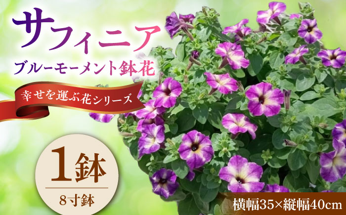 【4月末より順次発送】 サフィニア ブルーモーメント 鉢花　/ 瑞浪市 中山園芸 花 お花 お祝い 鉢植え 生花 ギフト プレゼント フラワー [AZDC008]
