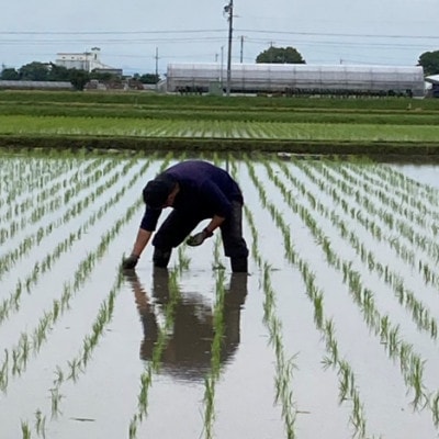 【栽培期間中:農薬・化学肥料不使用】岐阜県羽島市産 初霜(ハツシモ)精米5kg