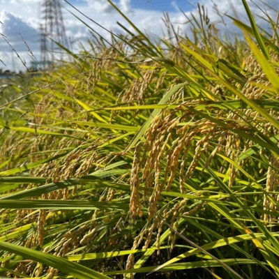 令和7年産 岐阜県羽島市産ハツシモ 精米10kg(5kg×2袋)